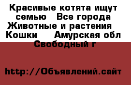 Красивые котята ищут семью - Все города Животные и растения » Кошки   . Амурская обл.,Свободный г.